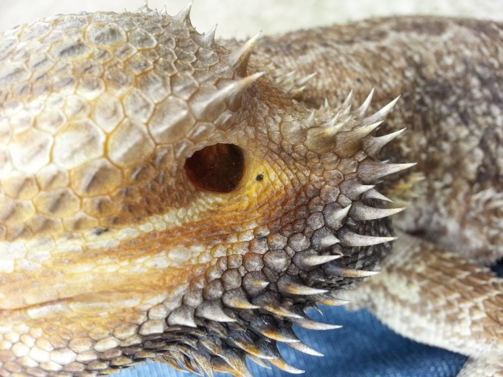 Possible mites? Bearded dragon Pics included. Reptile Forums